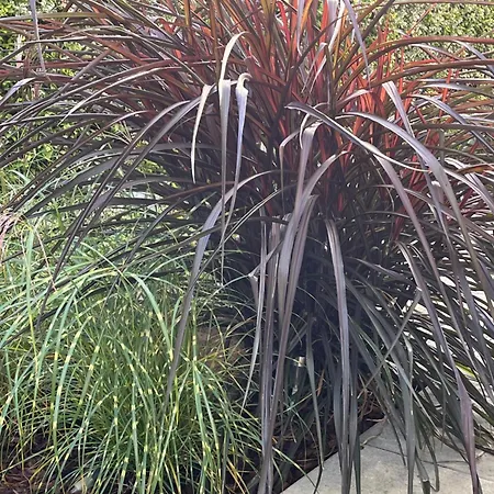 Apartment Bela - Apartamenty, Z Aneksami, Parking