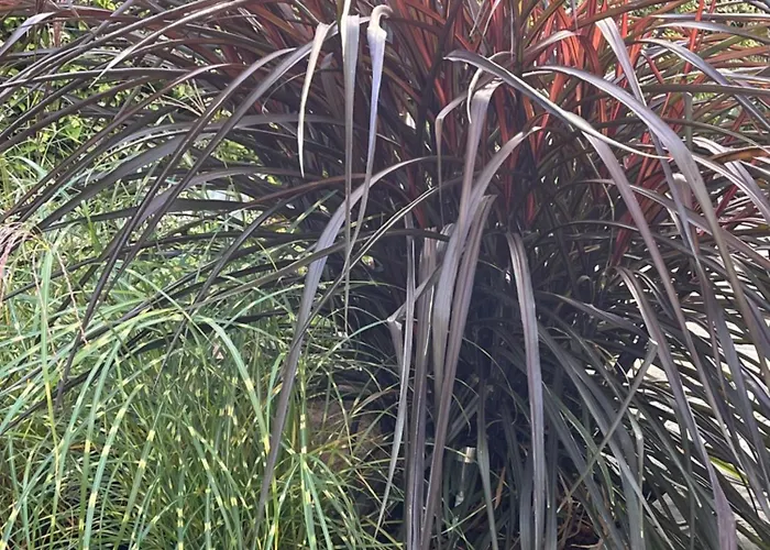 Appartement Bela - Apartamenty, Z Aneksami, Parking